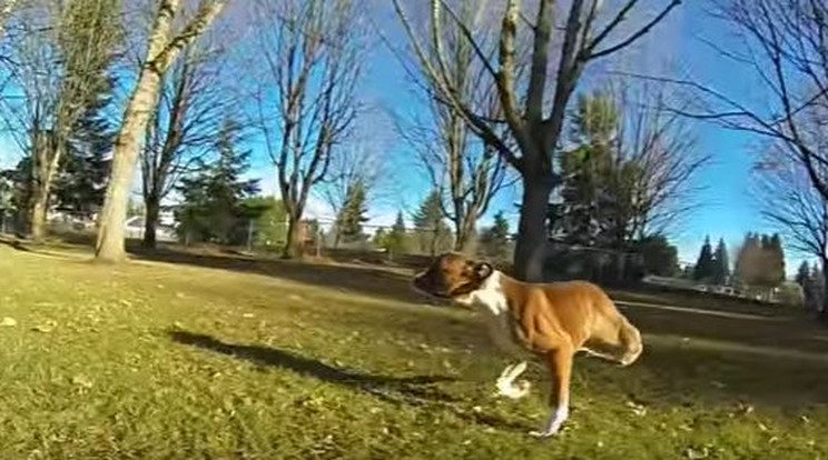 Teljes életet él a kétlábú kutya /Fotó: Youtube
