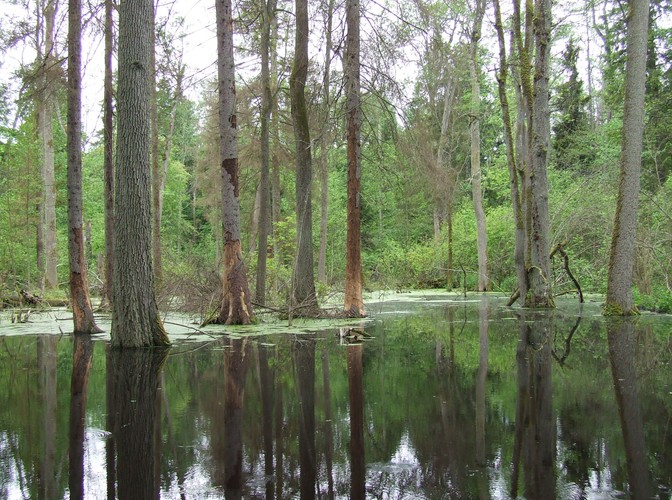 Uroki Puszczy Białowieskiej © www.tydecydujesz.org Fot. Jacek Winiarski