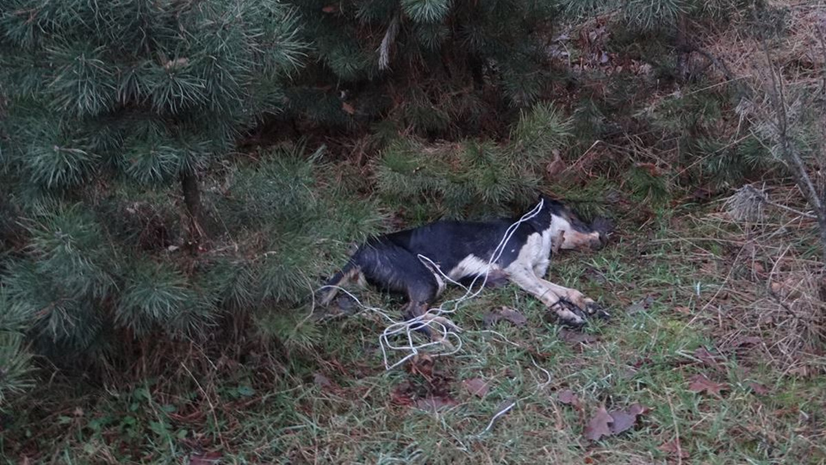 Suczkę, z zaciśniętym na szyi sznurkiem znalazła mieszkanka Aleksandrowa. Policja już wszczęła śledztwo w tej sprawie. Za znęcanie się nad zwierzętami ze szczególnym okrucieństwem grozić może do pięciu lat więzienia.