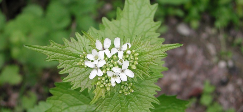 Te chwasty można i warto jeść. Drogocenne rośliny