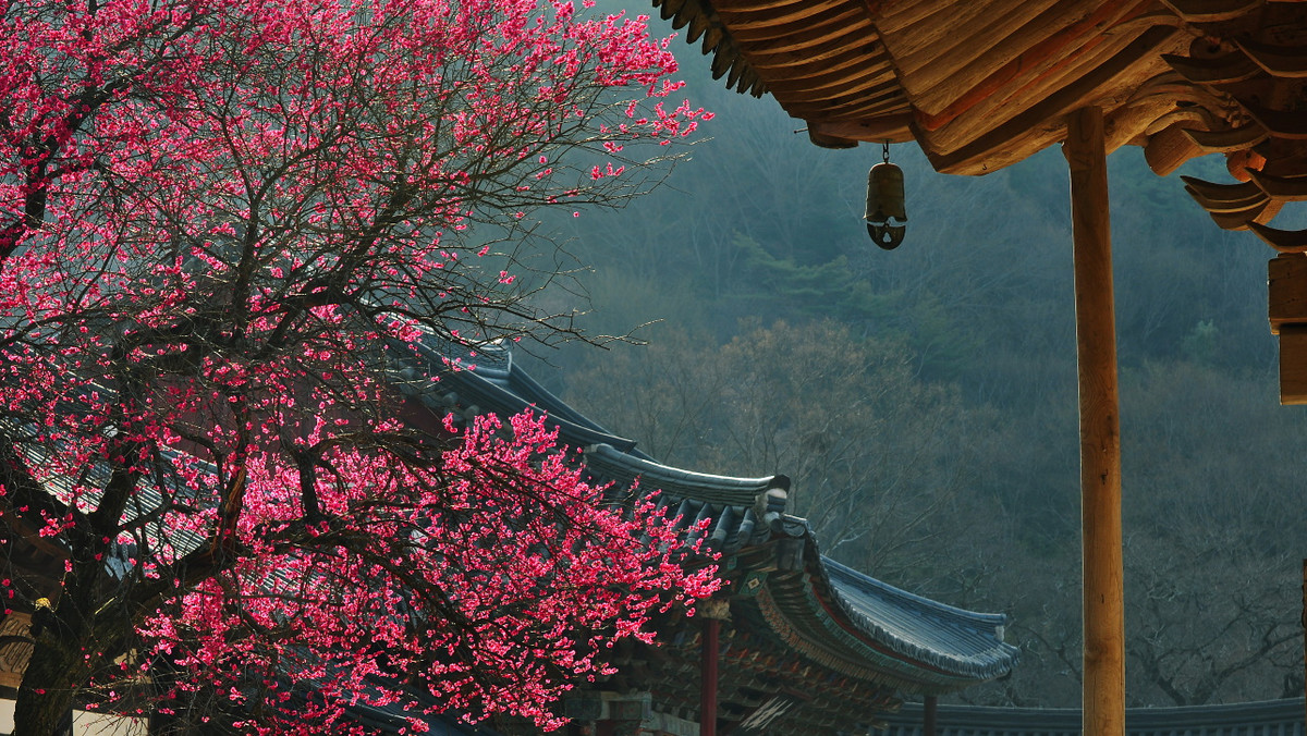 W marcu zachwyca ukwieconymi drzewami. W każdej porze roku kusi wyborną kuchnią, malowniczymi widokami, buddyjskimi świątyniami, a także bogactwem bardziej komercyjnych atrakcji – od różnorodnych muzeów, przez bogatą ofertę zabiegów upiększających, po wysokiej jakości kosmetyki. Korea – kraj, do którego warto polecieć!