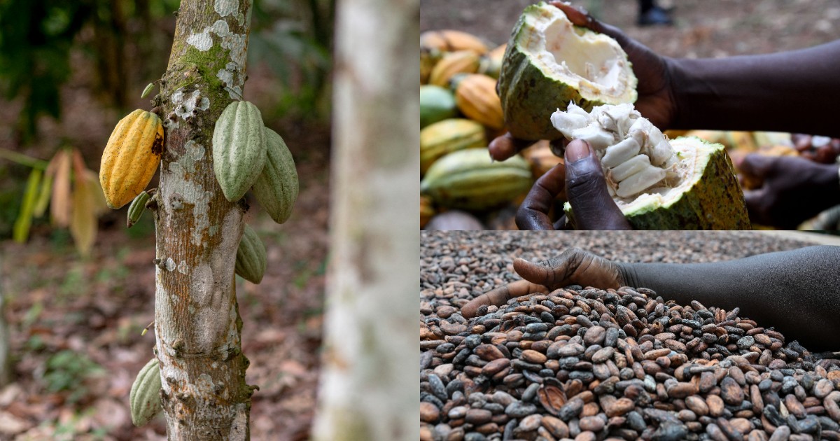 Ghana slashes cocoa farmgate price to $3,580, rolls out bond financing plan
