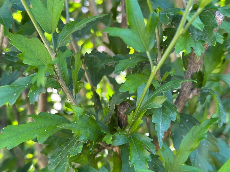 Hibiskus po ataku mszycy