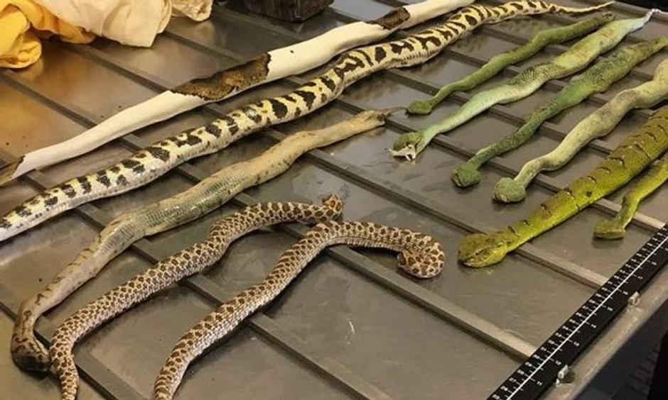 Sadržaj spornih kutija