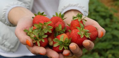 Rolnicy ostrzegają! Uwaga, podrabiają nasze truskawki