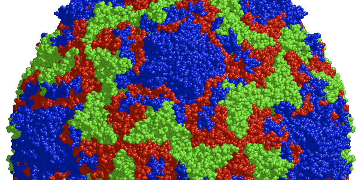 Structure of the human rhinovirus capsid, the shell surrounding the virus' genetic material.