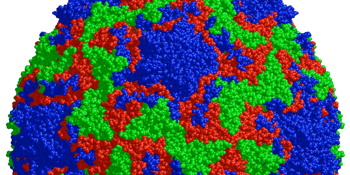 Structure of the human rhinovirus capsid, the shell surrounding the virus' genetic material.