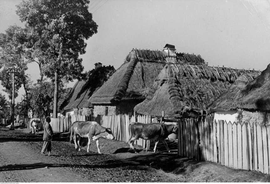 Fragment wsi w Galicji. Widoczne drewniane domy kryte strzechą i rolnik pędzący bydło (1943 r.) 