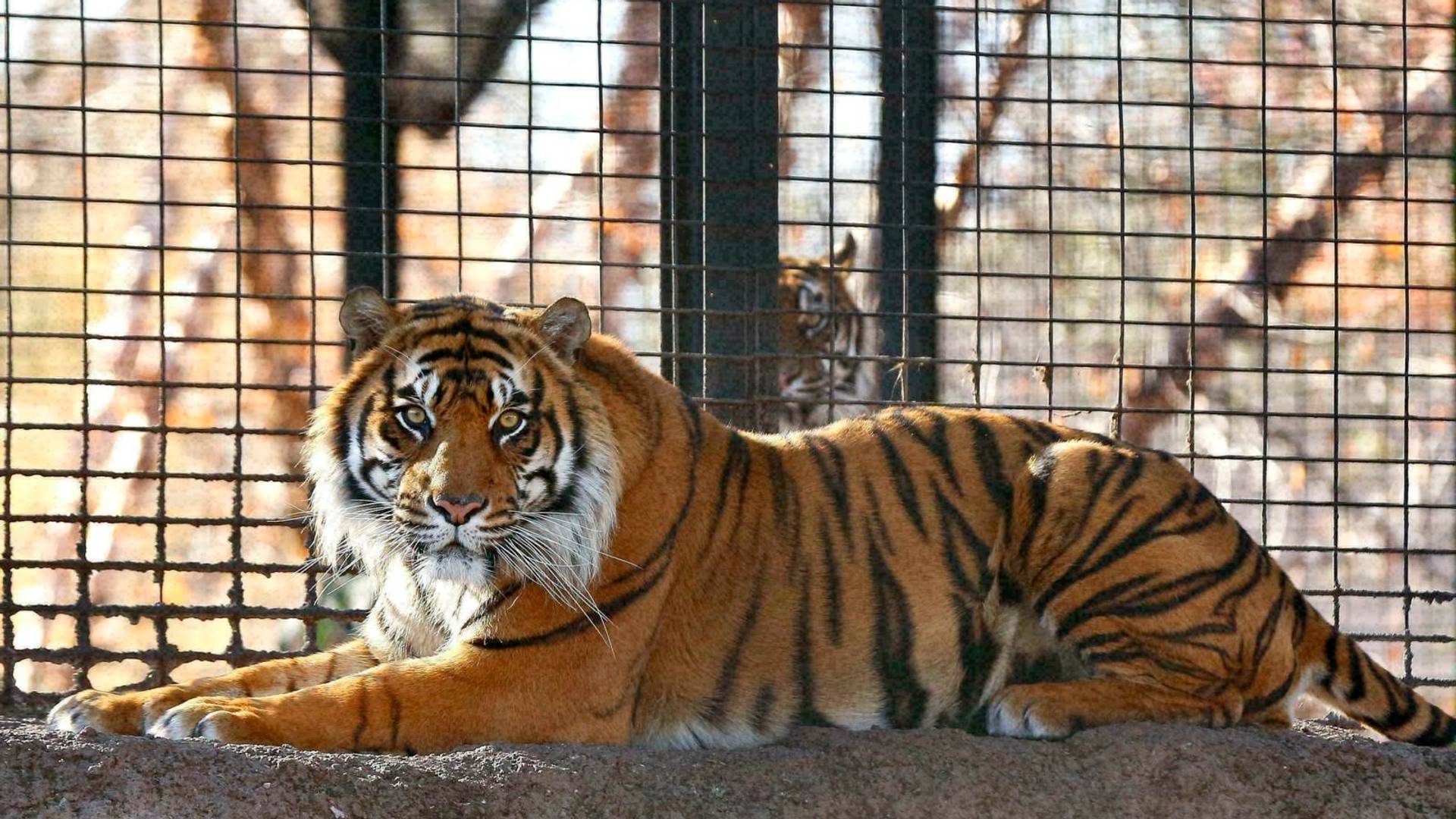 Tigar u zoološkom vrtu u Bronksu zaražen koronom