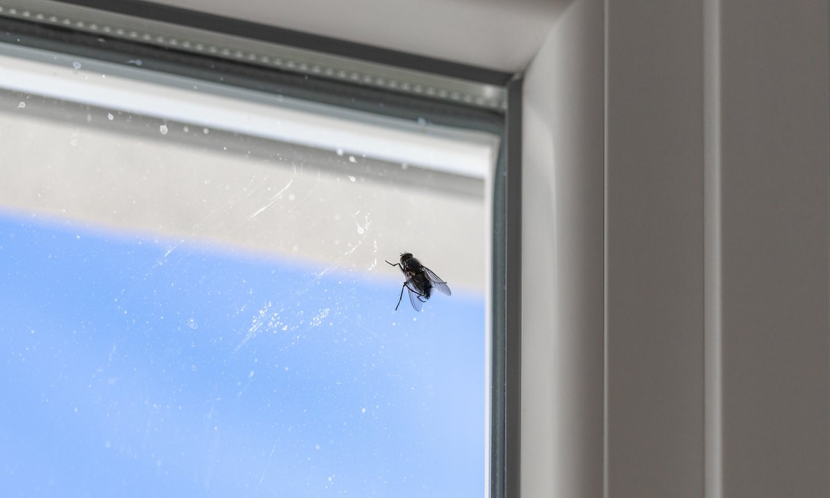 Prosty sposób na muchy w domu. Ten trik zadziała natychmiast