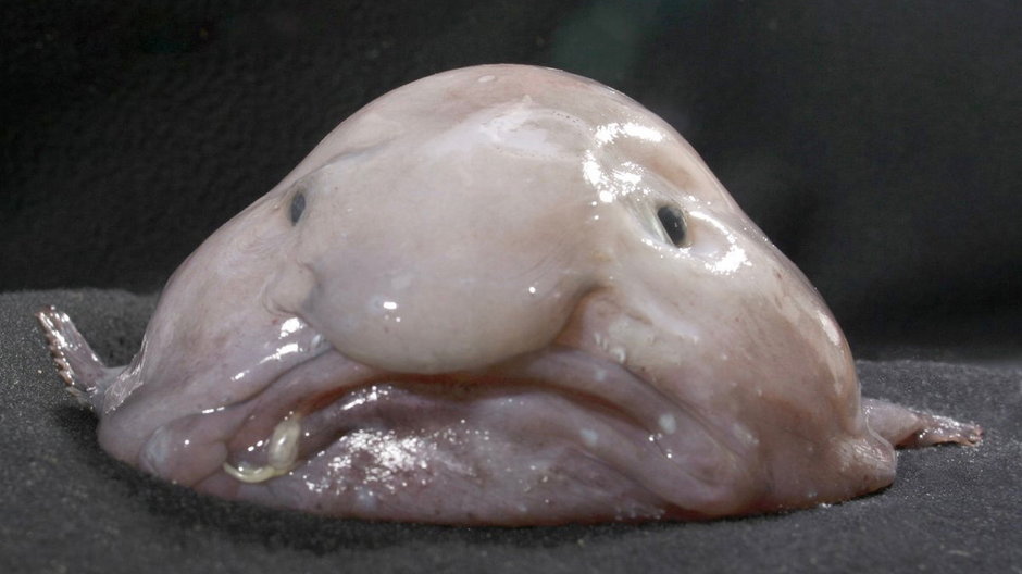 Blobfish, czyli "najbrzydsza ryba świata" nie jest tak brzydka