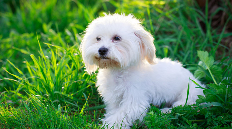 A kutya fél oldalára lebénult de túlélte /Illusztráció: Shutterstock
