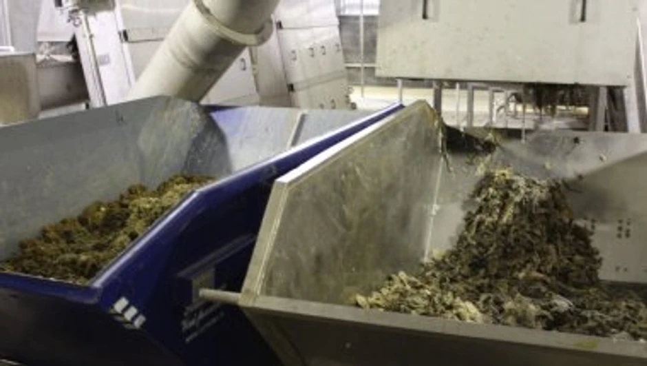 kanalizacija, leševi životinja, maske