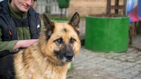Obecnie w schronisku na warszawskim Paluchu przebywa ok. 600 zwierząt.