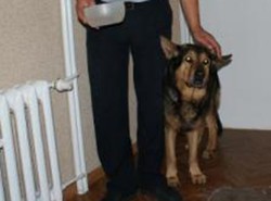 Zaginiony pies sam zgłosił się na policję