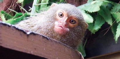 Do Chorzowa powróciły najmniejsze małpki świata