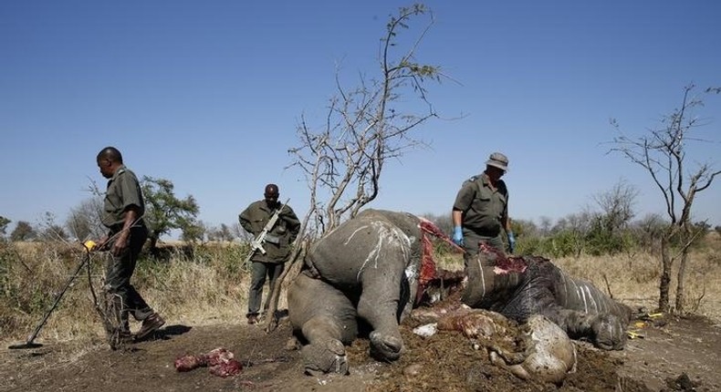 A ranger (R) looks on after performing a post mortem on the carcass of a rhino after it was killed for its horn by poachers , as the others investigate the crime scene at the Kruger national park in Mpumalanga province August 27, 2014. REUTERS/Siphiwe Sibeko