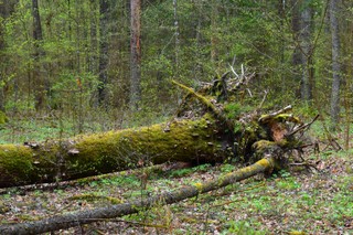 Rząd przyjął projekt dot. możliwości zamiany lasów i innych nieruchomości SP