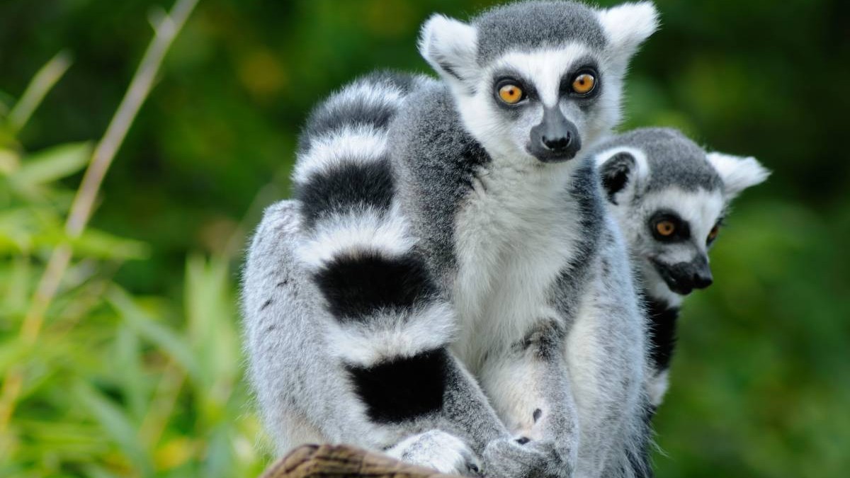 Doi lemuri disparuți din Bangladesh refindă după un an și jumătate la 1.500 km distanță în India; Interpolul intervine pentru recuperare