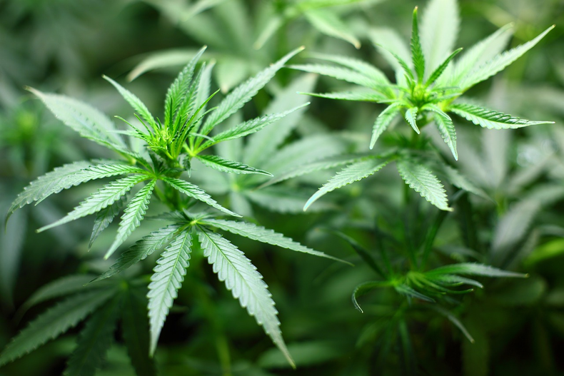 Cannabis Marijuana