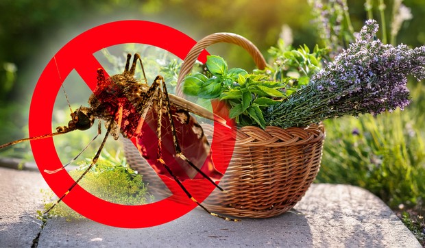 Mnoge biljke poput bosiljka, ruzmarina, lavande i nane služe kao prirodna zaštita od komaraca