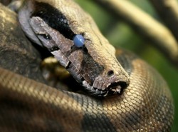 Zrób sobie masaż... żywymi wężami