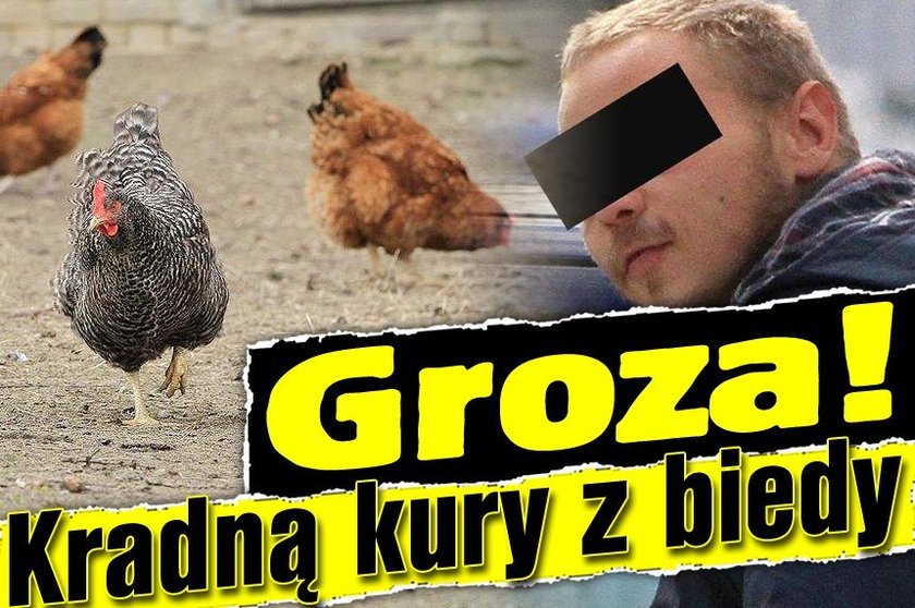 Groza! Kradną kury z biedy!