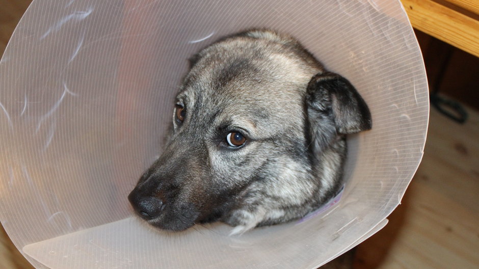 Pies po sterylizacji - fot. mariabostrom0/pixabay.com