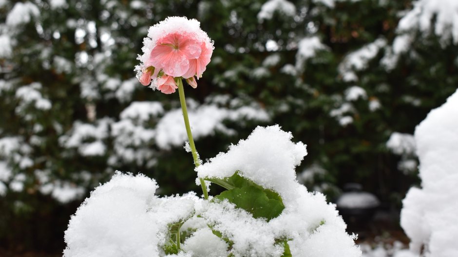 Jak zabezpieczyć pelargonie? -  cy/stock.adobe.com