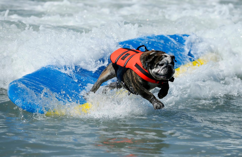 Takich surferów jeszcze nie widzieliście!