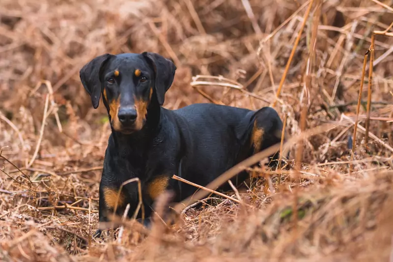 Doberman pinczer / Pexels