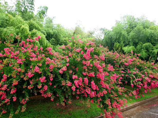 Lagerstremia indyjska (inaczej określana jako Bez Południa) to piękna ozdobna roślina ogrodowa