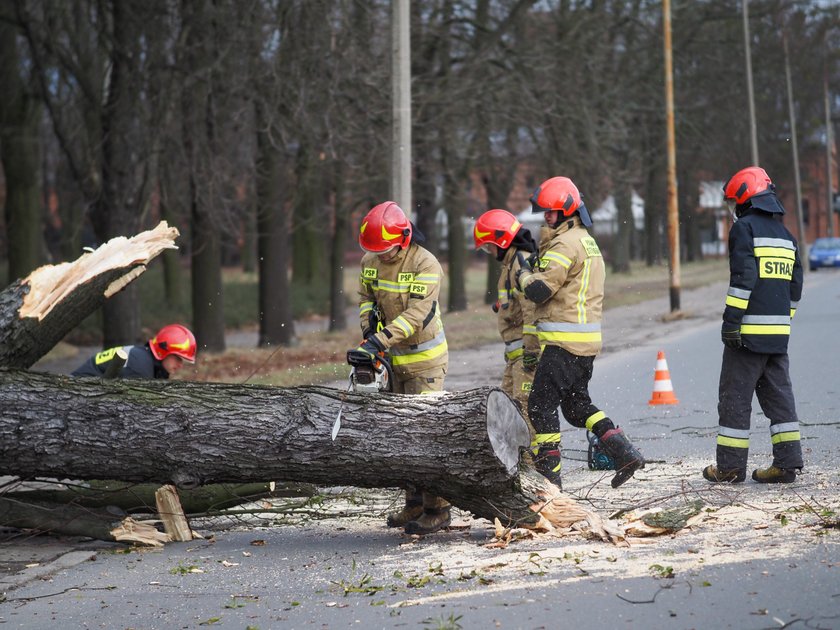 Drzewo runęło na ulicę w Łodzi