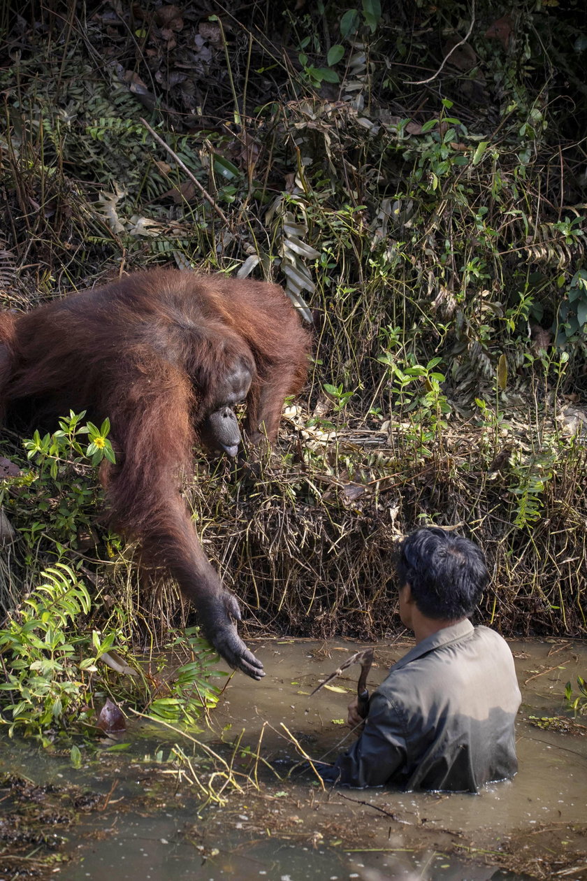 Orangutan