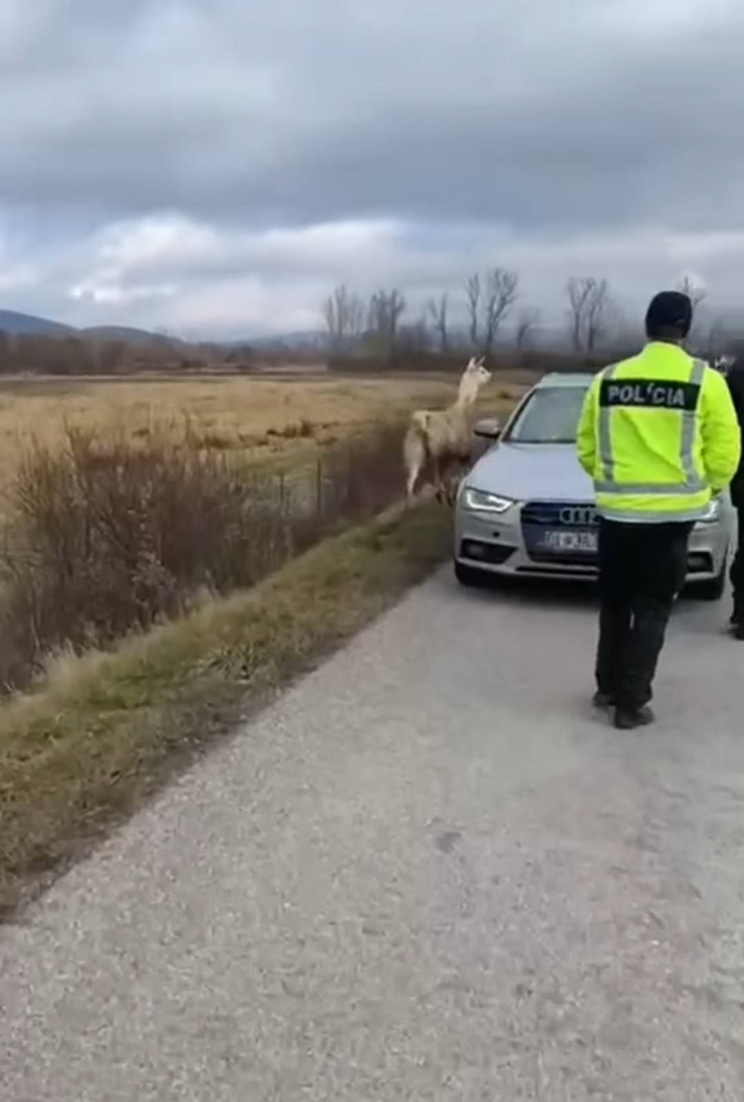 Policajti sa zapotili: Neuveríte aké zviera odchytávali na diaľnici!