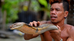 Szörnyű: holtan esett össze egy turista a kígyóbűvölő mutatványa után- videó