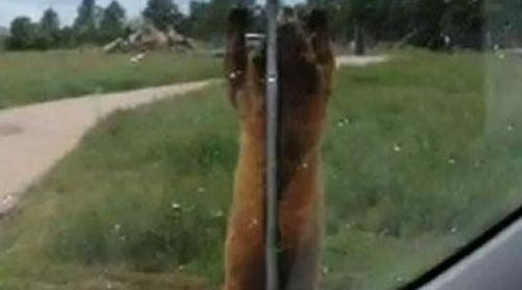 A nyílt utcán rúdtáncolt a grizzly - videó!