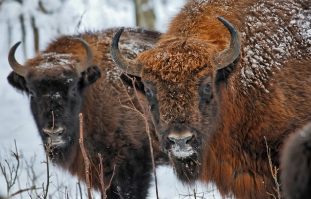 Podlaskie:Puszcza Białowieska – UNESCO / Białowieski Park Narodowy