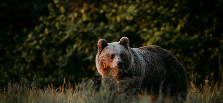 Niedźwiedź zaatakował leśniczego w Bieszczadach. Mężczyzna ma rozległe rany