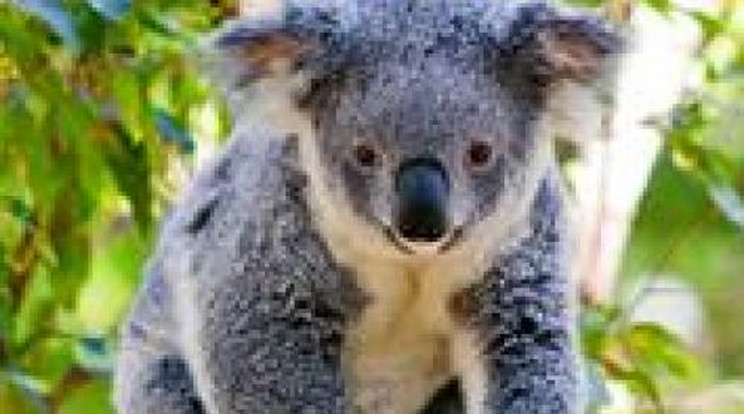 Koalák: édesek és veszélyeztetettek