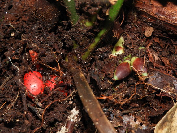 Jaskrawo czerwone owoce Pinanga subterranea