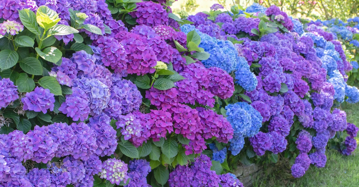 Czy hortensje można podlewać gnojówką z pokrzyw? Jaki domowy nawóz do hortensji?