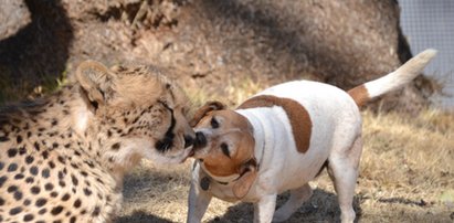 Tak się kochają pies i gepard