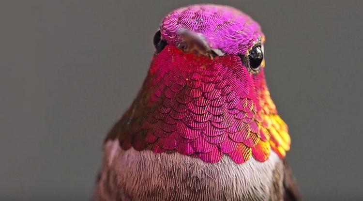 A kolibri suttogó