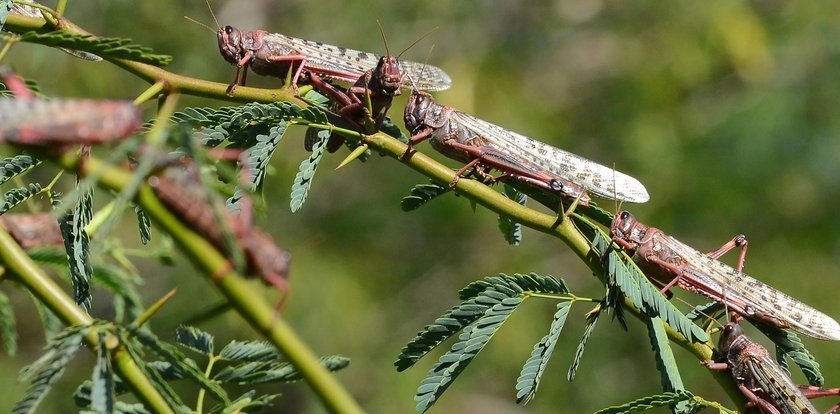 Plaga szarańczy w Afryce. Owady sieją spustoszenie