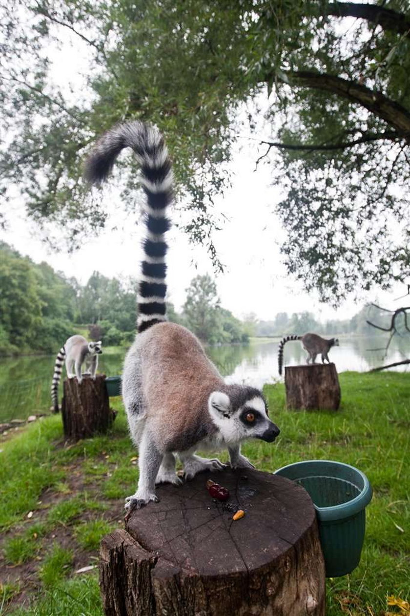 Madagaskar? Nie! Poznań!