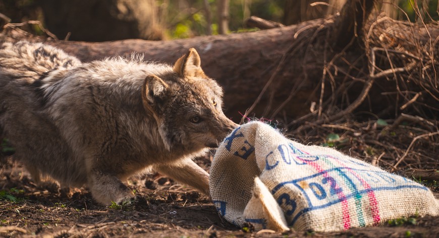 Wilk Miłek zamieszkał w zoo