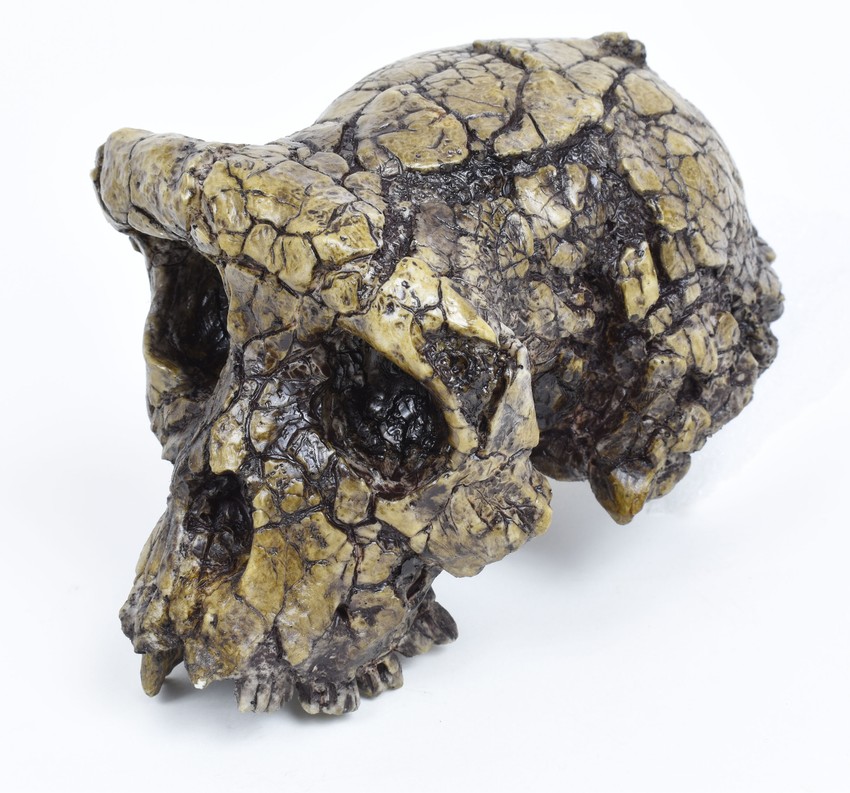 Predak ljudi Sahelanthropus tchadensis