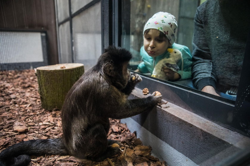 Małpiarnia w poznańskim zoo otwarta