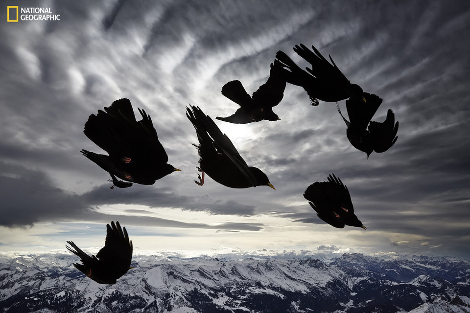 Wyróżnienie - Alessandra Meniconzi - Acrobat of the Air (pol. Powietrzni gimnastycy) / National Geographic  2015 Photo Contest